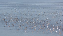 red-necked-phalarope_01.jpg