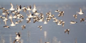 red-necked-phalarope_09.jpg