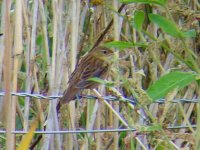 Juvenile Gropper.JPG