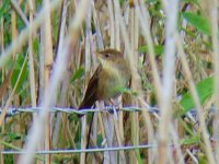 juv Grasshopper Warbler.JPG