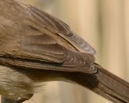 Reed Warbler9b.jpg