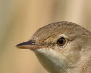 Reed Warbler9c.jpg