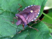 forest bug ex IMG_2471 (800).JPG