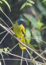 Black-headed Bulbul.jpg