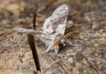 1-Pale-Tussock-May-14.jpg