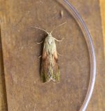 Female Bee Moth.jpg