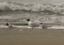 AdultLittleGull_Baltray_9thJuly2014(1).JPG