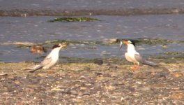 2cyLittleTern_Baltray_9thJuly2014(1).JPG