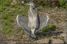 heron flashing 2.jpg