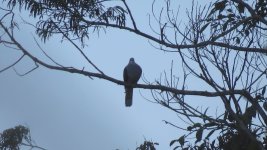 IMG_4604 Mtn Imperial Pigeon @ MtKNP.JPG