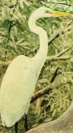 egret.jpg