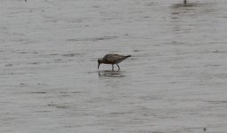 Red Knot.jpg