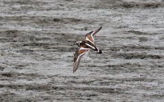 Ruddy Turnstone.jpg