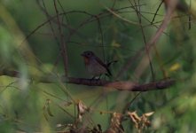 Red-throated Flycatcher.jpg