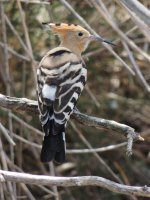 2014.06.18 Hoopoe.jpg