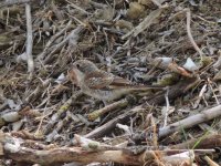 2014.06.18 Juvenile Woodchat Shrike.JPG