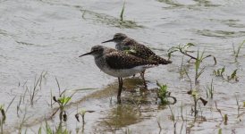 Wood Sandpiper.jpg