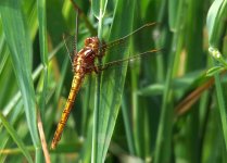 Keeled Skimmer.jpg