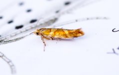 Argyresthia-goedartella.jpg