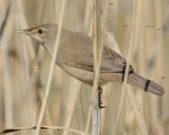 Reed Warbler9f.jpg