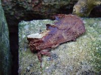 Coxcomb Prominent.jpg