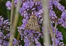 261pse Antler Moth.jpg