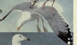 Herring gull, American.jpg