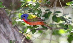 mini-Painted Bunting 254.JPG