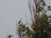 2014.06.9 Purple Heron.JPG