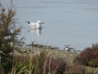 2014.06.19 Audouin's Gull & Little Tern.JPG