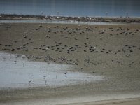 2014.06.19 Flamingos, Yellow-legged Gulls, Gull-billed Terns & Black-headed Gulls.JPG