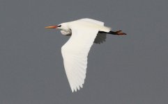Chinese Egret.jpg