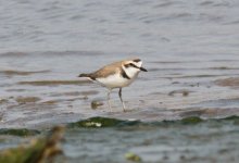 Kentish Plover.jpg