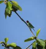 IMG_5038 Long-tailed Parakeet @ Sepilok.JPG