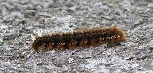 Long brown caterpillar.jpg