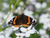 Red Admiral_Girdle Ness_060614a.jpg