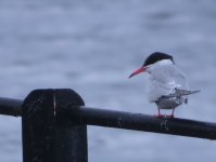 Common Tern_Girdle Ness_130714a.jpg