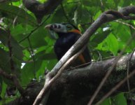 Spot-billed Toucanet IMG_2366.JPG