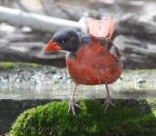 Bald Cardinal 101.jpg