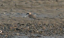 Lesser Sand Plover.jpg