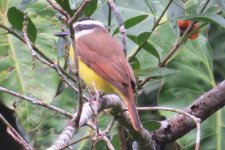 Rusty-margined Flycatcher IMG_0849.JPG