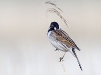 Reed Bunting (Emberiza schoeniclus)_1.jpg