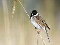 Reed Bunting (Emberiza schoeniclus)_2.jpg