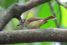 Sepia -capped Flycatcher IMG_0860.JPG