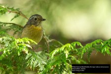 White-browed Bush-Robin.jpg