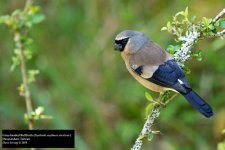 Gray-headed Bullfinch 2.jpg