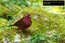 Vinaceous Rosefinch.jpg