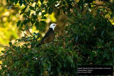 Island Thrush.jpg