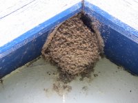 House Martin Nest.JPG