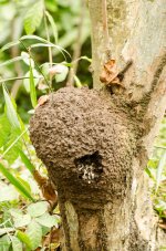 Unknown Bird Nest.jpg